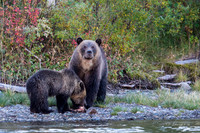 Chilcotin Bears Fall 2013