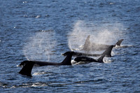 Great Bear Rainforest Fall 2012
